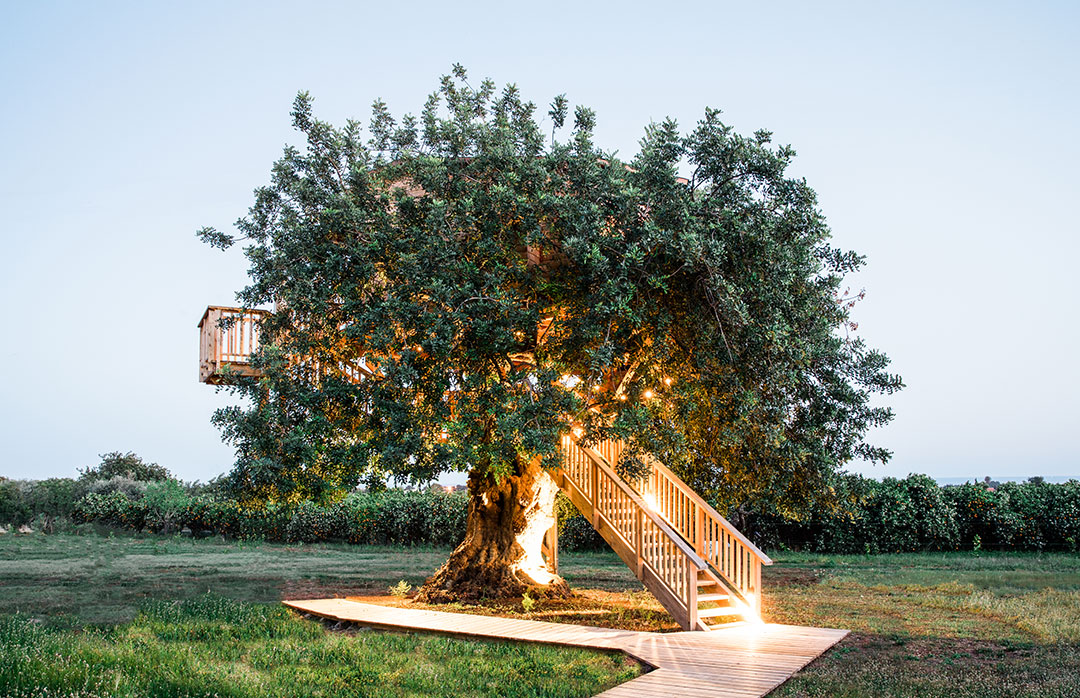 Tree House