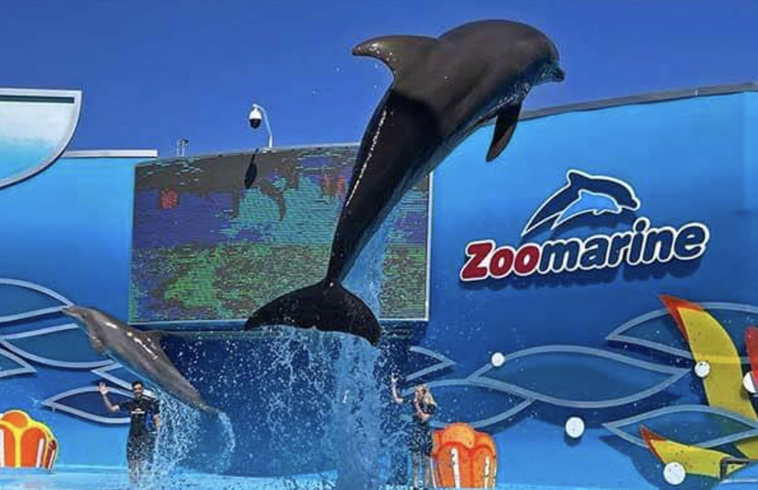 Zoomarine, Algarve | Simpson Travel